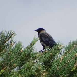 Hooded Crow