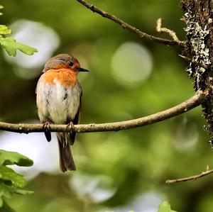 European Robin