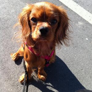 Cavalier King Charles Spaniel