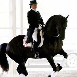 Friesian