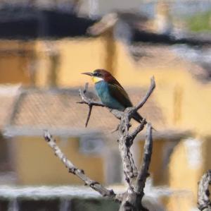 European Bee-eater