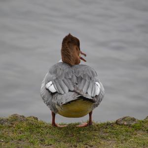 Common Merganser