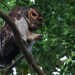 Spotted Wood-owl