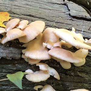 Oyster Mushroom