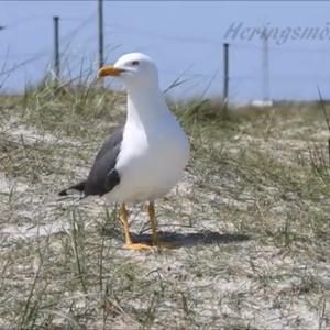 Lesser Black-backed Gull