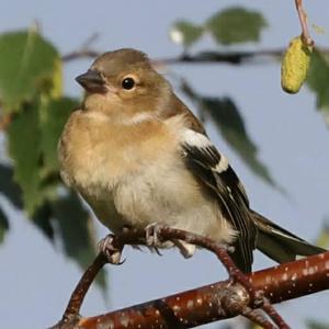 Eurasian Chaffinch