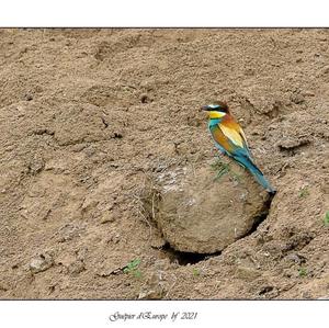 European Bee-eater