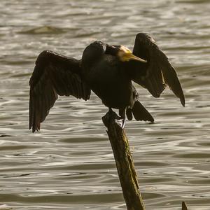 Great Cormorant