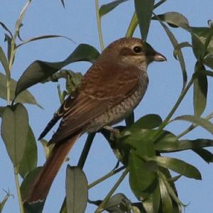 Red-backed Shrike