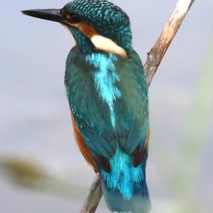 Common Kingfisher