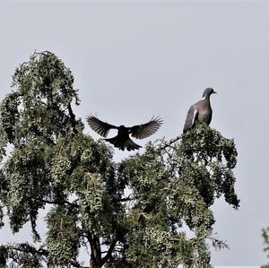 Common Wood-pigeon