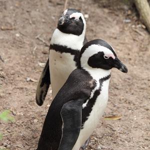 African Penguin