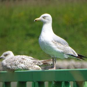 Herring Gull