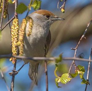 Blackcap