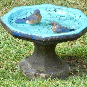 Eastern Bluebird