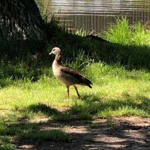 Egyptian Goose