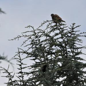 Common Kestrel