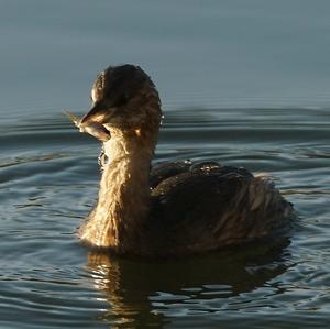 Little Grebe