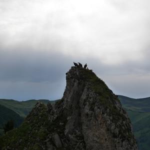 Griffon Vulture