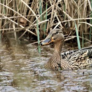 Stockente