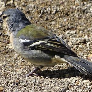 Unknown Species