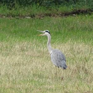 Grey Heron