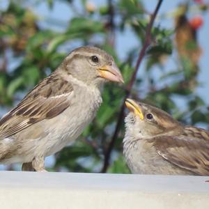 House Sparrow