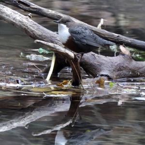 White-throated Dipper