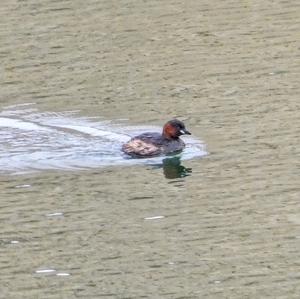 Little Grebe