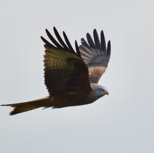 Red Kite