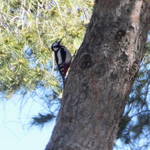 Great Spotted Woodpecker