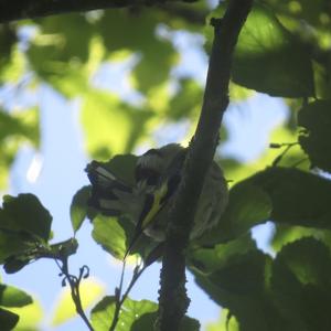 European Goldfinch