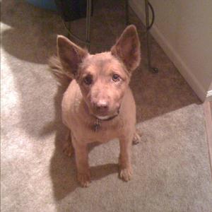 Unknown Breed