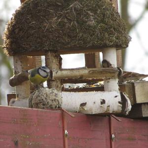 Blue Tit