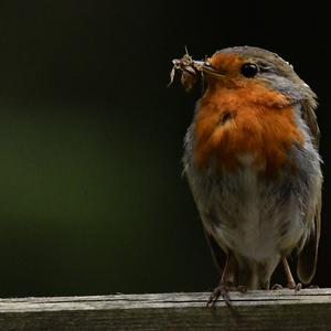 European Robin