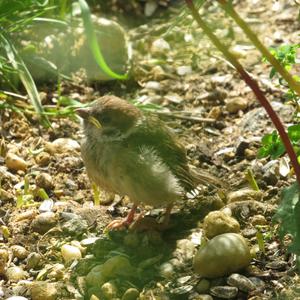 Eurasian Tree Sparrow