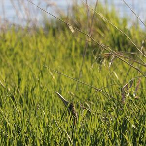 American Bittern