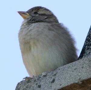 House Sparrow