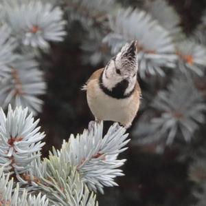 Crested Tit