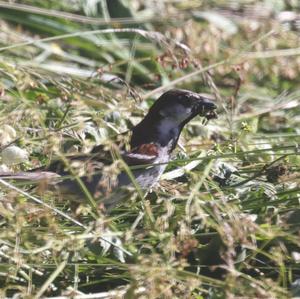 House Sparrow