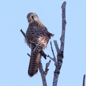 Common Kestrel