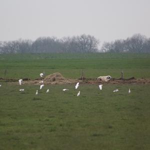 Cattle Egret