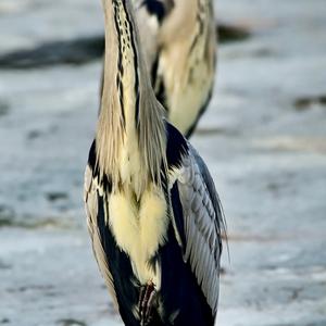 Grey Heron