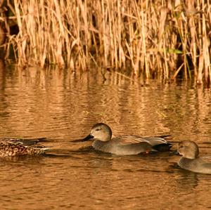 Gadwall