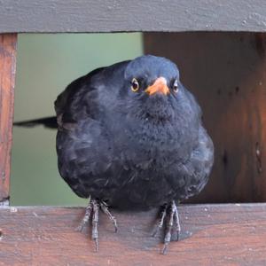 Eurasian Blackbird