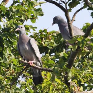 Stock Dove