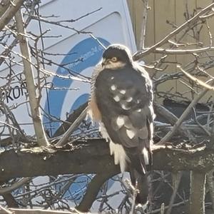 Eurasian Sparrowhawk