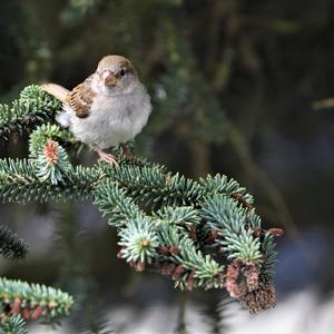 House Sparrow