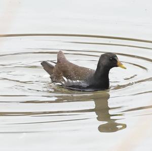 Common Moorhen