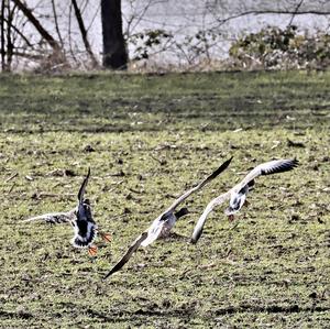 Greylag Goose